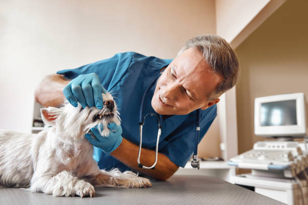 Best Weekend Emergency Dentist in Cullowhee, NC